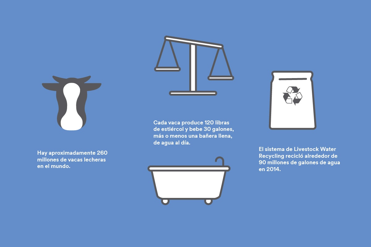 Infographic with the image of a cow and bathtub.